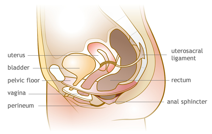 bladder diagram